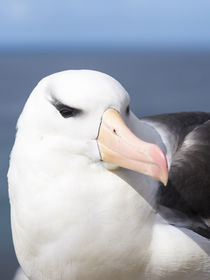 Black-browed Albatross,Falkland von Danita Delimont