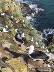 Black-browed Albatross,Falkland von Danita Delimont