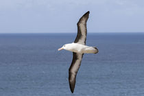 Black-browed Albatross,Falkland von Danita Delimont