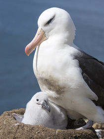 Black-browed Albatross,Falkland by Danita Delimont