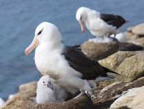 Black-browed Albatross,Falkland von Danita Delimont