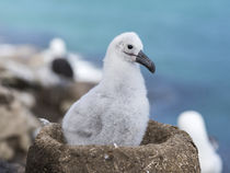 Black-browed Albatross,Falkland by Danita Delimont