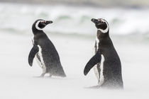 Magellanic Penguin, on beach von Danita Delimont