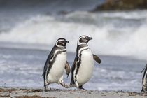 Magellanic Penguin, on beach by Danita Delimont