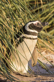 Magellanic Penguin, Falkland Islands by Danita Delimont