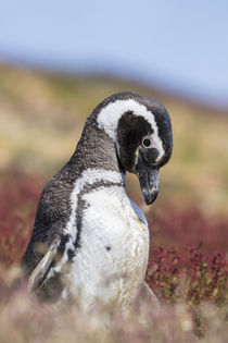Magellanic Penguin, Falkland Islands von Danita Delimont