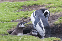 Magellanic Penguin, Falkland Islands by Danita Delimont