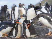 Gentoo Penguin, Falkland Islands by Danita Delimont