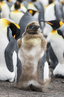 King Penguin, Falkland Islands by Danita Delimont