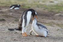 Gentoo Penguin, Falkland Islands by Danita Delimont