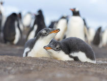 Gentoo Penguin, Falkland Islands by Danita Delimont