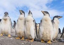 Gentoo Penguin, Falkland Islands von Danita Delimont