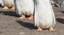 Gentoo Penguin, Falkland Islands von Danita Delimont