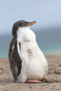 Gentoo Penguin, Falkland Islands von Danita Delimont