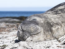 Southern elephant seal von Danita Delimont