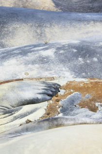 Southern elephant seal von Danita Delimont