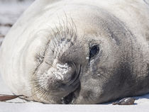 Southern elephant seal by Danita Delimont