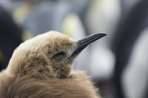 King Penguin, Falkland Islands by Danita Delimont