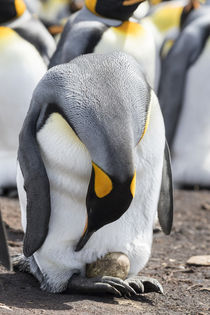 King Penguin, Falkland Islands by Danita Delimont