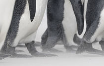 King Penguin, Falkland Islands by Danita Delimont