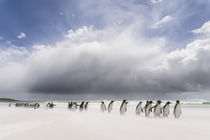 King Penguin, Falkland Islands by Danita Delimont