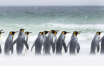 King Penguin, Falkland Islands von Danita Delimont