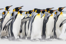 King Penguin, Falkland Islands von Danita Delimont