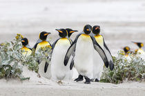 King Penguin, Falkland Islands by Danita Delimont