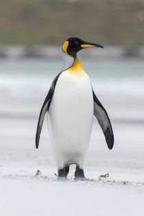 King Penguin, Falkland Islands by Danita Delimont