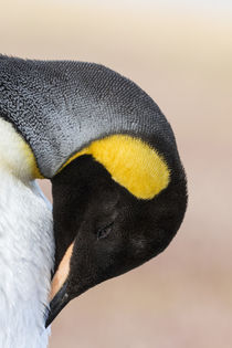 King Penguin, Falkland Islands von Danita Delimont