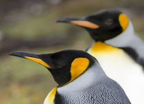 King Penguin, Falkland Islands by Danita Delimont