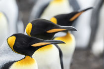 King Penguin, Falkland Islands von Danita Delimont