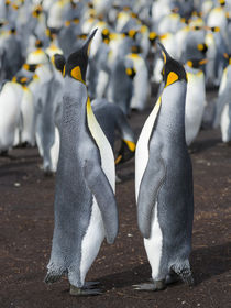 King Penguin, Falkland Islands von Danita Delimont