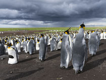 King Penguin, Falkland Islands by Danita Delimont