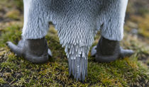 King Penguin, Falkland Islands by Danita Delimont