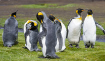 King Penguin, Falkland Islands by Danita Delimont