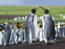 King Penguin, Falkland Islands by Danita Delimont