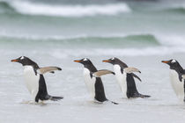 Gentoo Penguin, Falkland Islands by Danita Delimont