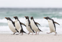 Rockhopper Penguin by Danita Delimont