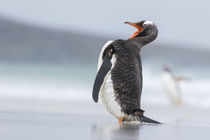 Gentoo Penguin, Falkland Islands von Danita Delimont