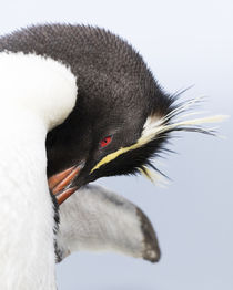 Rockhopper Penguin by Danita Delimont