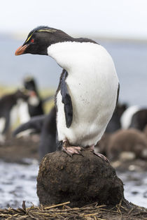 Rockhopper Penguin von Danita Delimont