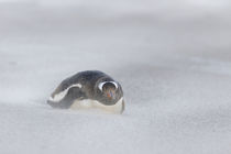 Gentoo Penguin, Falkland Islands by Danita Delimont