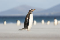 Gentoo Penguin, Falkland Islands by Danita Delimont