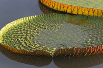 Victoria amazonica lily pads on Rupununi River, southern Guyana by Danita Delimont