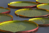 Victoria amazonica lily pads on Rupununi River, southern Guyana by Danita Delimont