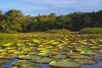 Victoria amazonica lily pads on Rupununi River, southern Guyana von Danita Delimont
