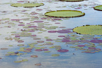 Victoria amazonica lily pads on Rupununi River, southern Guyana by Danita Delimont