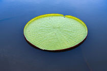 Victoria amazonica lily pad on Rupununi River, southern Guyana by Danita Delimont