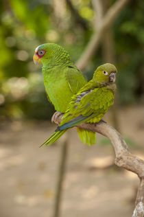 Central America, Honduras, Roatan, White Fronted Amazon Parr... von Danita Delimont